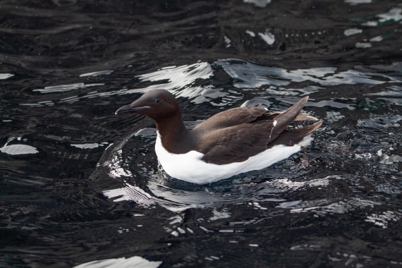 PLA03-24, Day 4, IMG_4856 © Unknown photographer - Oceanwide Expeditions.jpg