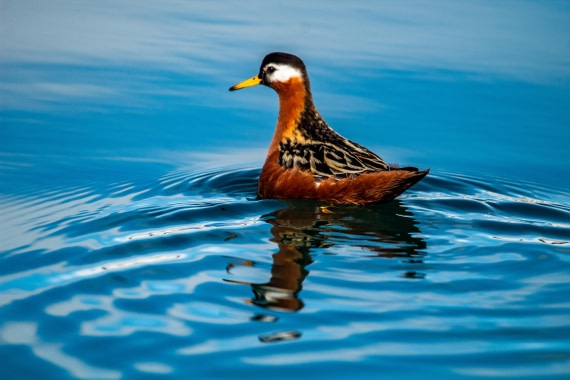 PLA03-24, Day 4, IMG_4951 © Unknown photographer - Oceanwide Expeditions.jpg