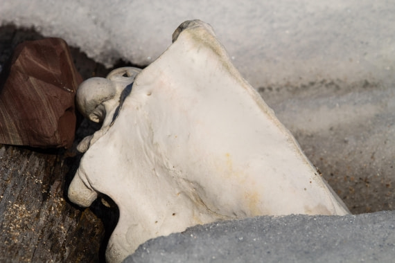 PLA03-24, Day 4, IMG_4963 © Unknown photographer - Oceanwide Expeditions.jpg