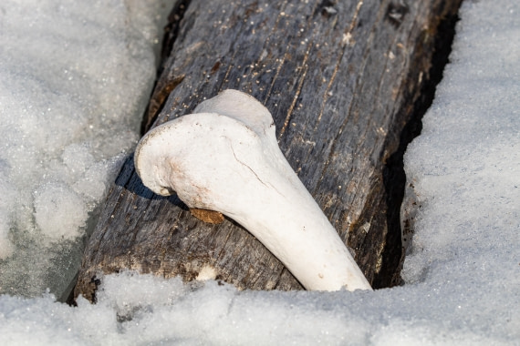 PLA03-24, Day 4, IMG_4964 © Unknown photographer - Oceanwide Expeditions.jpg