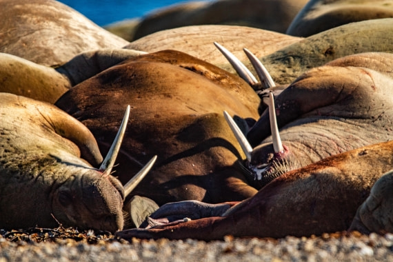 PLA03-24, Day 4, IMG_4979 © Unknown photographer - Oceanwide Expeditions.jpg