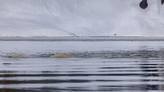 HDS04-24, Day 6, 4Q9A7637 © Katlyn Taylor - Oceanwide Expeditions.jpeg