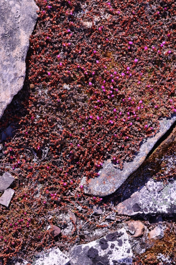 PLA04-24, Day 2, IMG_8718 © Beth Hitchcock - Oceanwide Expeditions.JPG