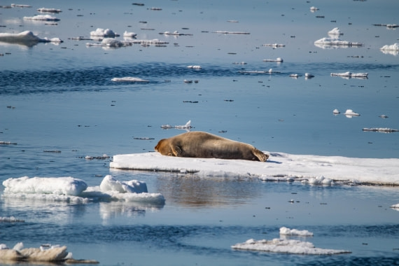 PLA04-24, Day 3, IMG_5715 © Unknown photographer - Oceanwide Expeditions.jpg