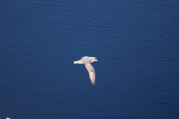 PLA04-24, Day 3, IMG_8773 © Beth Hitchcock - Oceanwide Expeditions.JPG