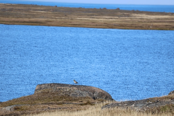 PLA04-24, Day 4, Purple Sandpiper © Beth Hitchcock - Oceanwide Expeditions.JPG