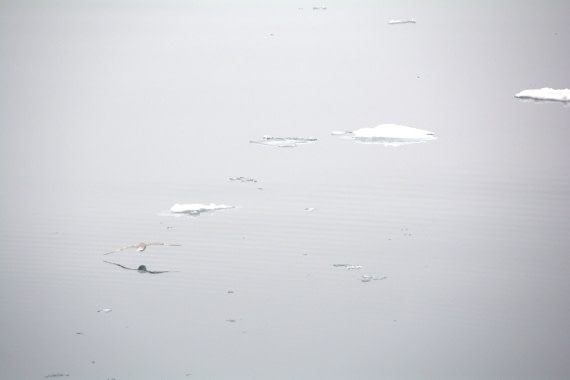 PLA04-24, Day 5, DSC_0507 © Paolo Bellezze - Oceanwide Expeditions.jpg