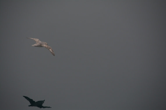 PLA04-24, Day 5, DSC_0511 © Paolo Bellezze - Oceanwide Expeditions.jpg
