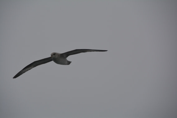 PLA04-24, Day 5, DSC_0526 © Paolo Bellezze - Oceanwide Expeditions.jpg