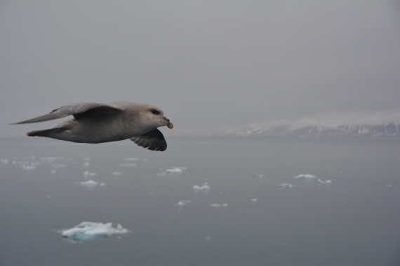 PLA04-24, Day 5, DSC_0530 © Paolo Bellezze - Oceanwide Expeditions.jpg
