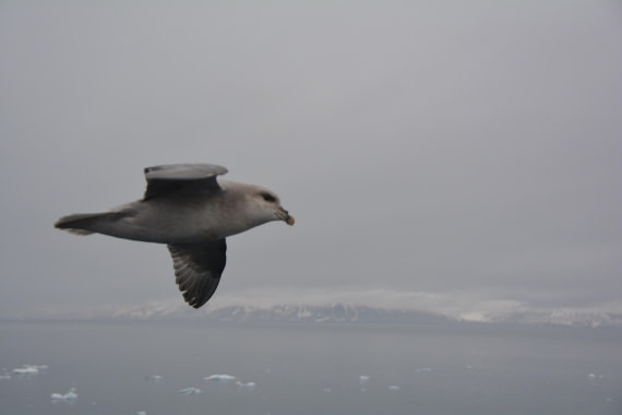 PLA04-24, Day 5, DSC_0531 © Paolo Bellezze - Oceanwide Expeditions.jpg