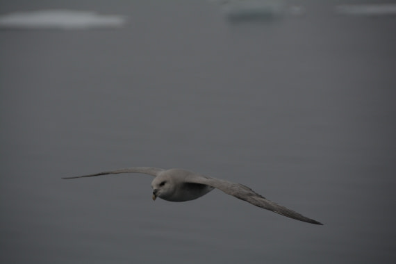 PLA04-24, Day 5, DSC_0541 © Paolo Bellezze - Oceanwide Expeditions.jpg