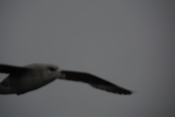 PLA04-24, Day 5, DSC_0547 © Paolo Bellezze - Oceanwide Expeditions.jpg