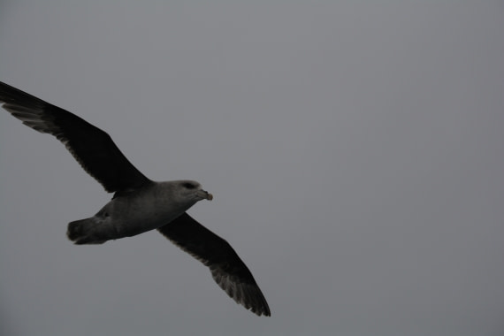 PLA04-24, Day 5, DSC_0551 © Paolo Bellezze - Oceanwide Expeditions.jpg