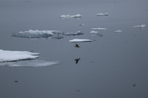 PLA04-24, Day 5, IMG_8845 © Beth Hitchcock - Oceanwide Expeditions.JPG