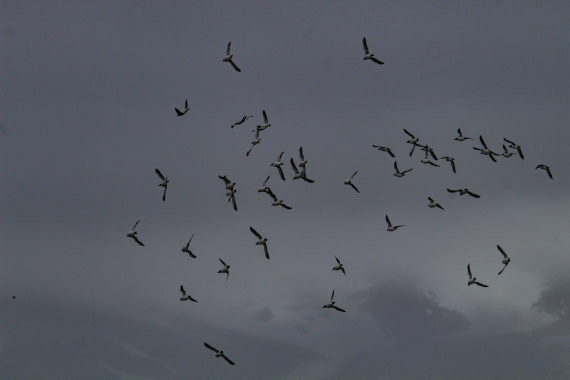 PLA04-24, Day 6, IMG_5947 © Unknown photographer - Oceanwide Expeditions.jpg