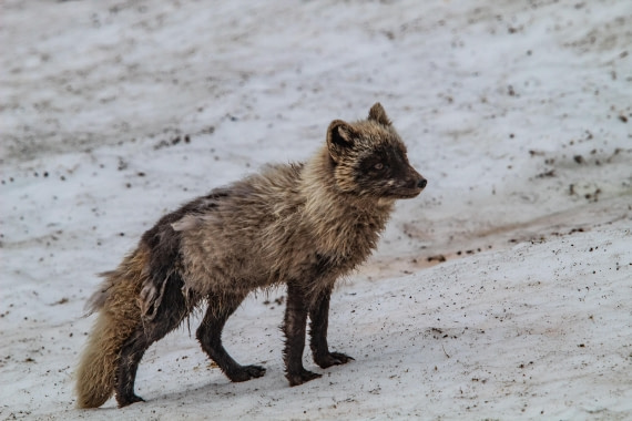 PLA04-24, Day 6, IMG_5980 © Unknown photographer - Oceanwide Expeditions.jpg