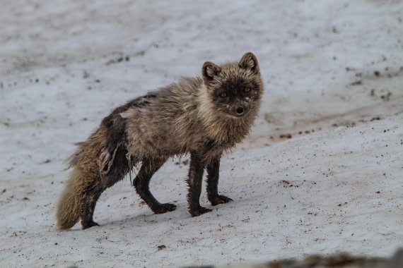 PLA04-24, Day 6, IMG_5981 © Unknown photographer - Oceanwide Expeditions.jpg