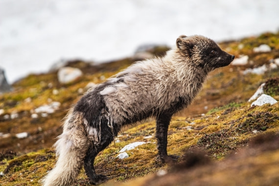 PLA04-24, Day 6, IMG_5986 © Unknown photographer - Oceanwide Expeditions.jpg