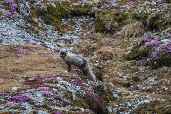 PLA04-24, Day 6, IMG_6009 © Unknown photographer - Oceanwide Expeditions.jpg