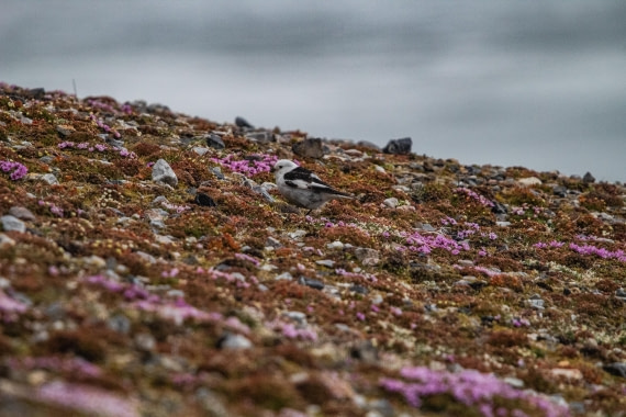 PLA04-24, Day 6, IMG_6029 © Unknown photographer - Oceanwide Expeditions.jpg