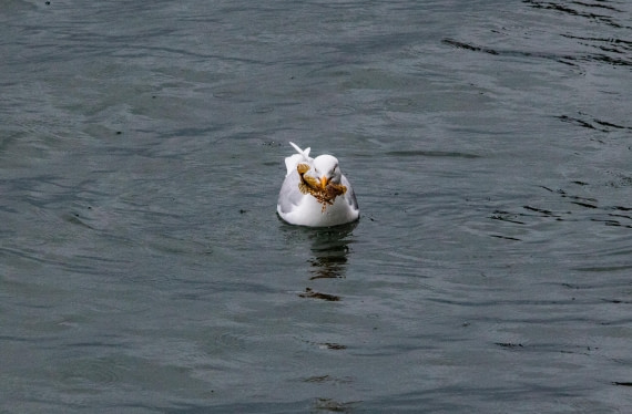 PLA04-24, Day 6, IMG_6035 © Unknown photographer - Oceanwide Expeditions.jpg