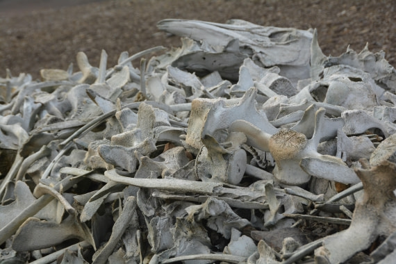 PLA04-24, Day 7, DSC_0610 © Paolo Bellezze - Oceanwide Expeditions.jpg