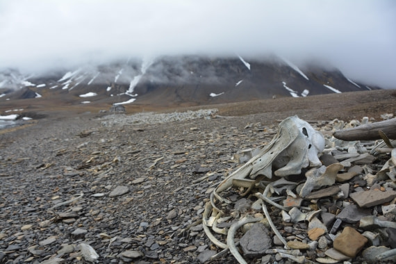 PLA04-24, Day 7, DSC_0614 © Paolo Bellezze - Oceanwide Expeditions.jpg