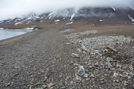 PLA04-24, Day 7, DSC_0615 © Paolo Bellezze - Oceanwide Expeditions.jpg