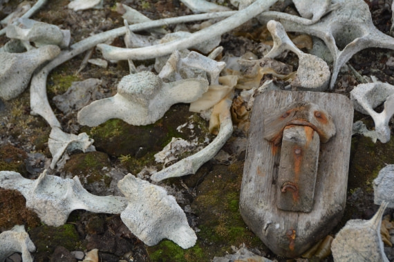 PLA04-24, Day 7, DSC_0616 © Paolo Bellezze - Oceanwide Expeditions.jpg