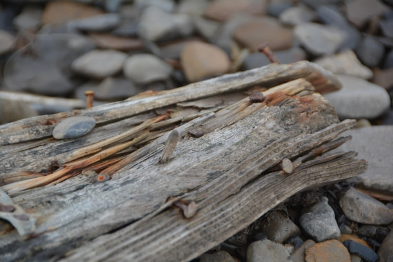 PLA04-24, Day 7, DSC_0620 © Paolo Bellezze - Oceanwide Expeditions.jpg