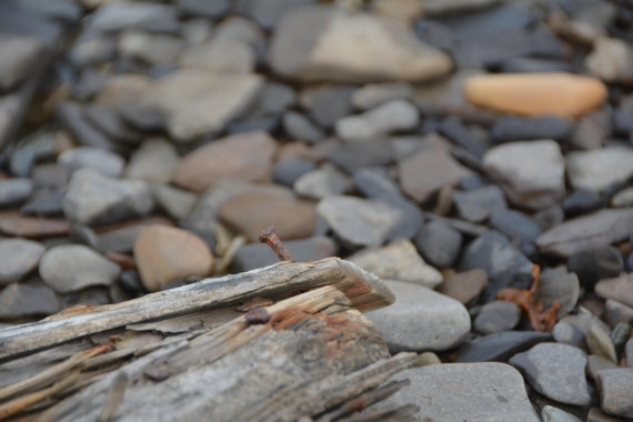 PLA04-24, Day 7, DSC_0621 © Paolo Bellezze - Oceanwide Expeditions.jpg