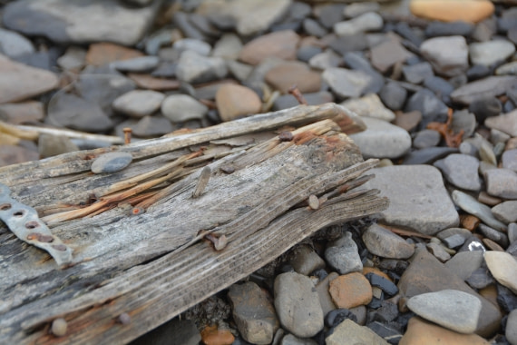 PLA04-24, Day 7, DSC_0622 © Paolo Bellezze - Oceanwide Expeditions.jpg