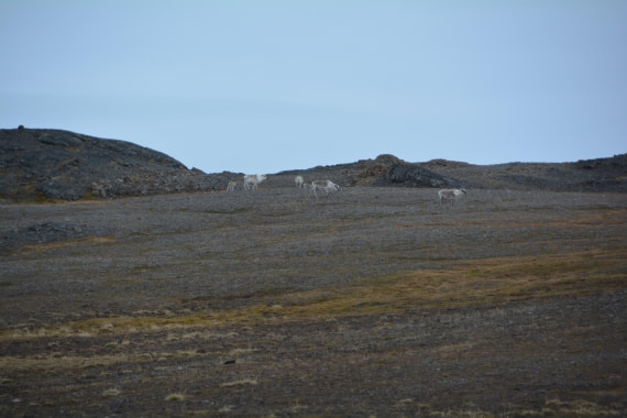 PLA04-24, Day 7, DSC_0645 © Paolo Bellezze - Oceanwide Expeditions.jpg
