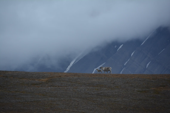 PLA04-24, Day 7, DSC_0648 © Paolo Bellezze - Oceanwide Expeditions.jpg