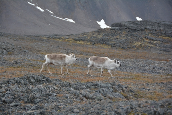 PLA04-24, Day 7, DSC_0650 © Paolo Bellezze - Oceanwide Expeditions.jpg
