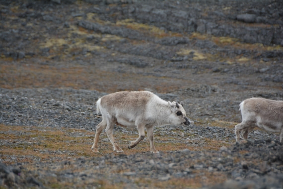 PLA04-24, Day 7, DSC_0651 © Paolo Bellezze - Oceanwide Expeditions.jpg