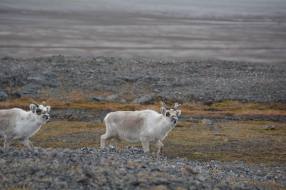 PLA04-24, Day 7, DSC_0652 © Paolo Bellezze - Oceanwide Expeditions.jpg