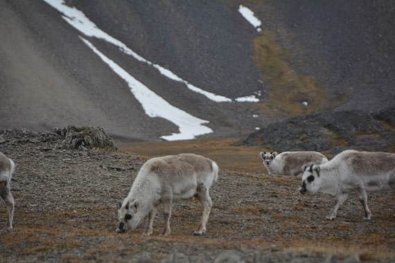 PLA04-24, Day 7, DSC_0659 © Paolo Bellezze - Oceanwide Expeditions.jpg