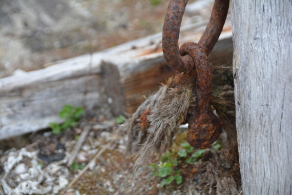 PLA04-24, Day 7, DSC_0685 © Paolo Bellezze - Oceanwide Expeditions.jpg