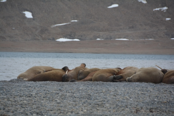 PLA04-24, Day 7, DSC_0721 © Paolo Bellezze - Oceanwide Expeditions.jpg