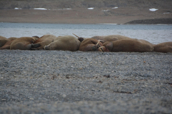 PLA04-24, Day 7, DSC_0724 © Paolo Bellezze - Oceanwide Expeditions.jpg