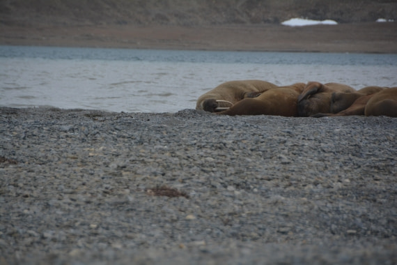 PLA04-24, Day 7, DSC_0726 © Paolo Bellezze - Oceanwide Expeditions.jpg
