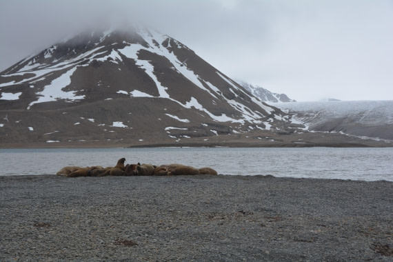 PLA04-24, Day 7, DSC_0732 © Paolo Bellezze - Oceanwide Expeditions.jpg