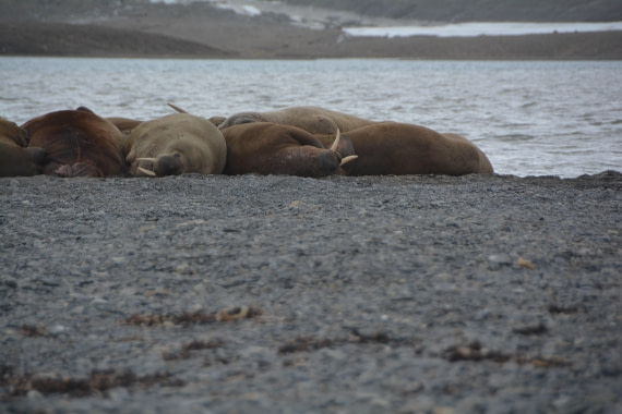 PLA04-24, Day 7, DSC_0741 © Paolo Bellezze - Oceanwide Expeditions.jpg