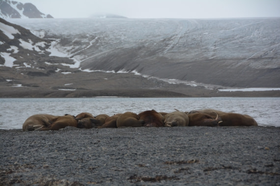 PLA04-24, Day 7, DSC_0744 © Paolo Bellezze - Oceanwide Expeditions.jpg