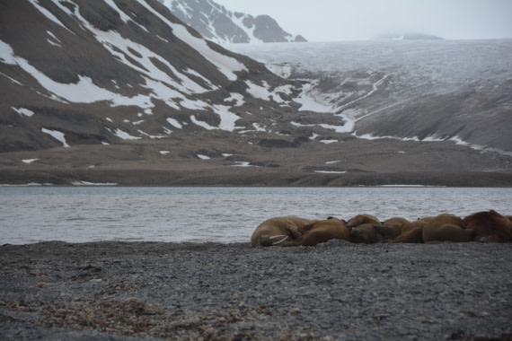 PLA04-24, Day 7, DSC_0746 © Paolo Bellezze - Oceanwide Expeditions.jpg