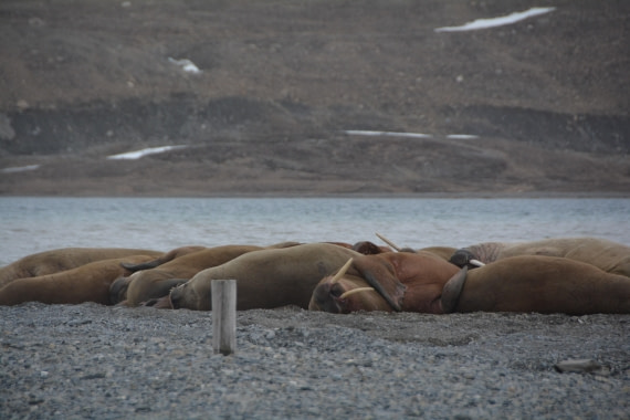 PLA04-24, Day 7, DSC_0750 © Paolo Bellezze - Oceanwide Expeditions.jpg