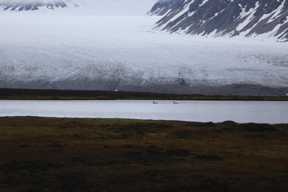 PLA04-24, Day 7, Red throated diver © Beth Hitchcock - Oceanwide Expeditions.JPG