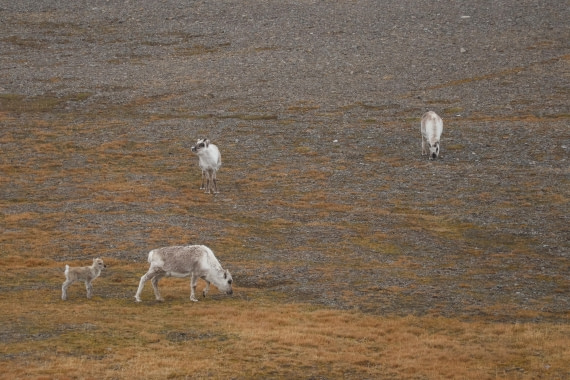 PLA04-24, Day 7, Young Reindeer © Beth Hitchcock - Oceanwide Expeditions.JPG